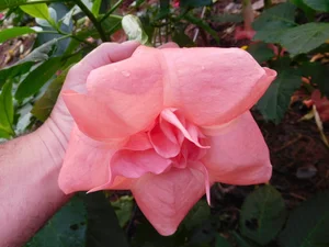 Brisingamen Brugmansia PLANT — Angel Trumpet Nursery LLC